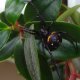 Latrodectus menavodi ♀